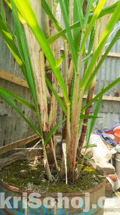 গেন্ডারি-আখের গাছ